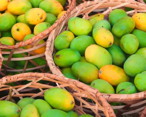 Beneficiaries of mango