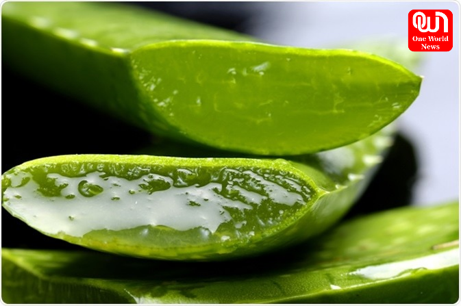 Correct Way To Use An Aloe Vera Leaf