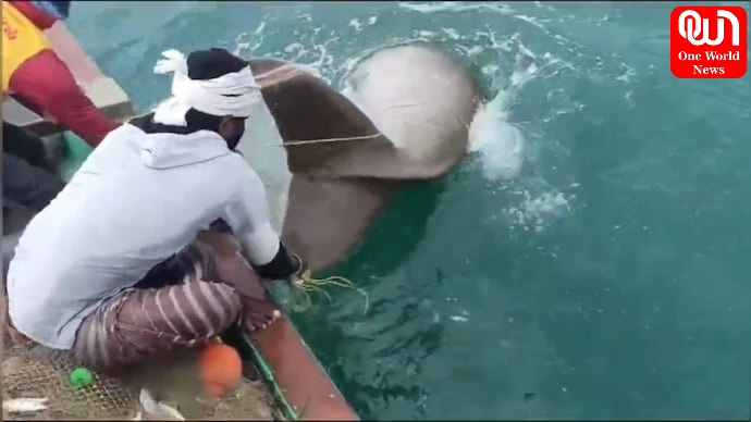 Fishermen Rescued A Dugong