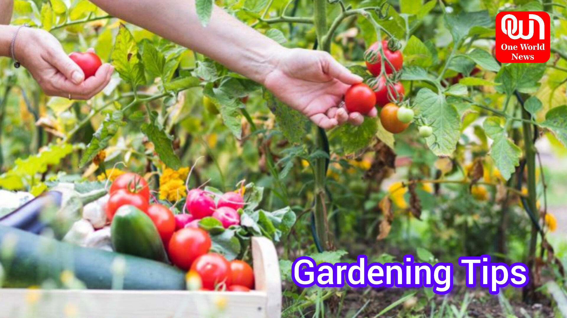 Gardening Tips