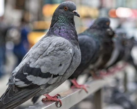 Hidden Health Risks Of Pigeon Exposure