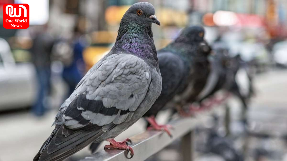 Hidden Health Risks Of Pigeon Exposure