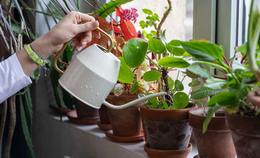 Plant Care During Monsoon