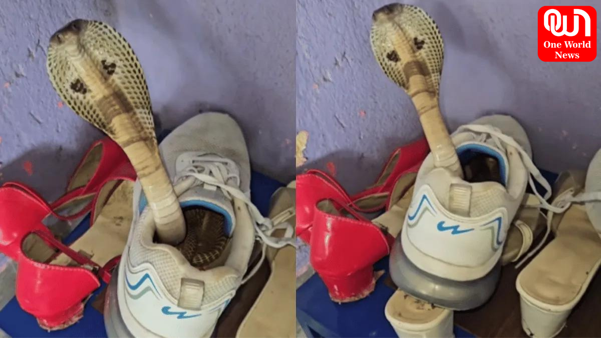 Snake Viral Video