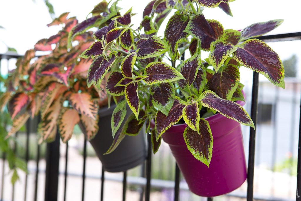 Indoor Plants 