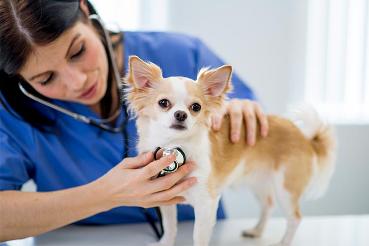 Pet Dog Health Care Tips