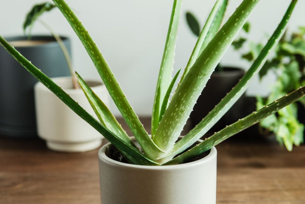 Aloe Vera Tree