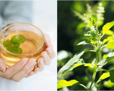 Health Benefits Of Tulsi Water