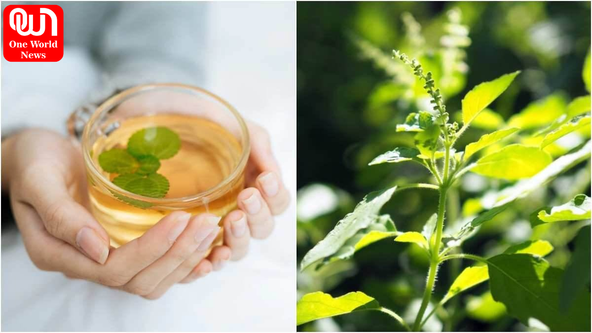 Health Benefits Of Tulsi Water