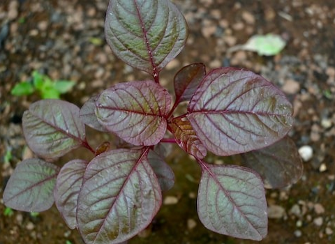 Health Benefits Red Spinach