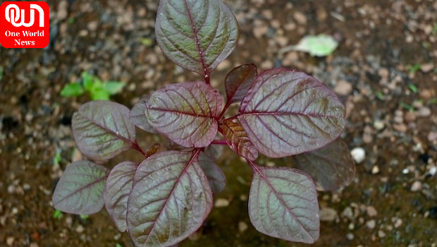 Health Benefits Red Spinach