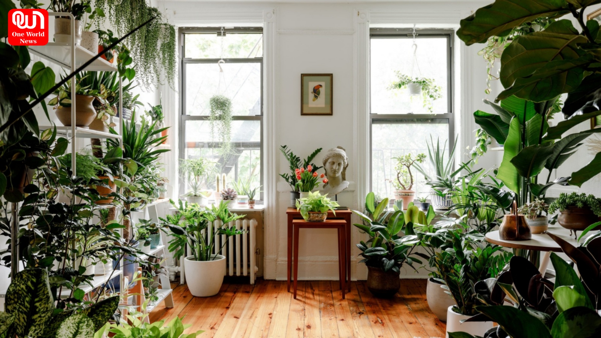 Indoor Plants