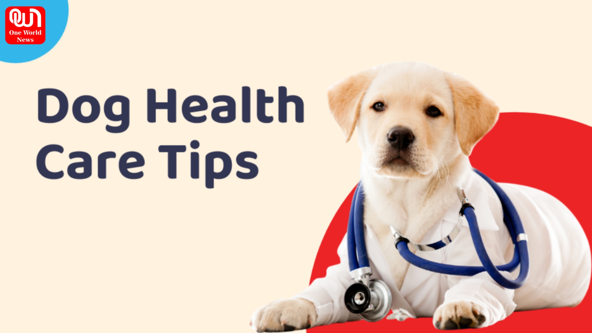 Pet Dog Health Care Tips