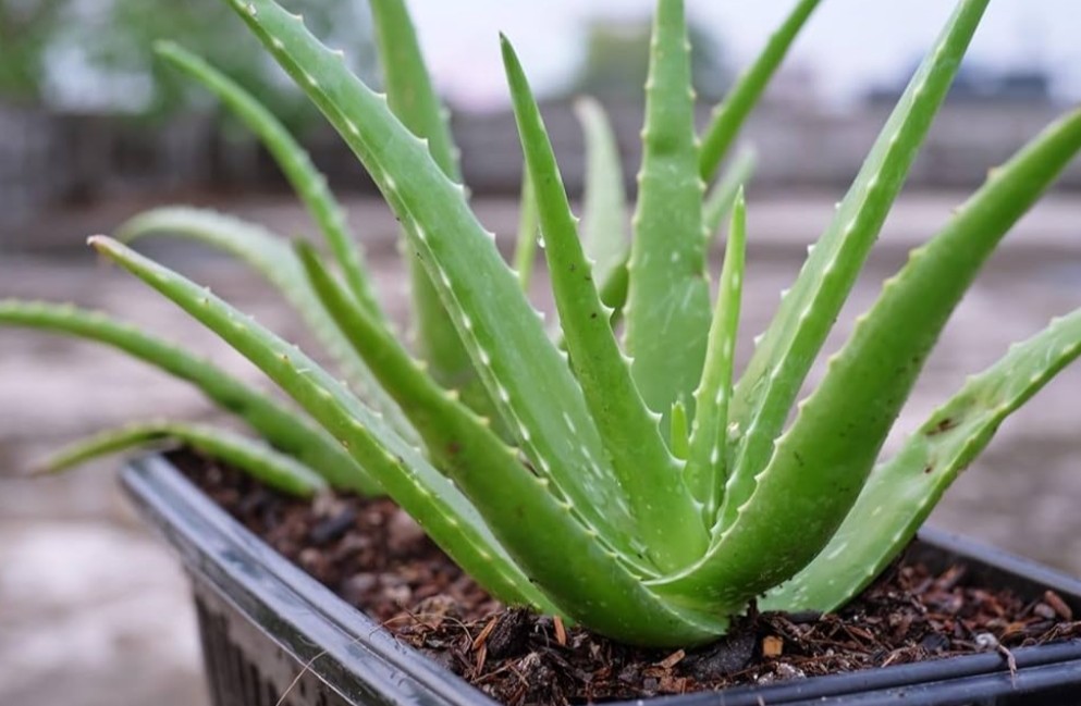 Aloe Vera Tree