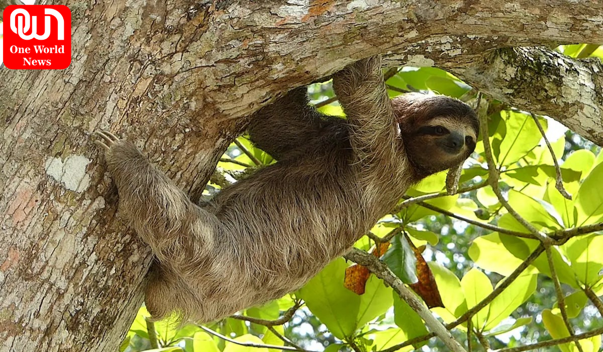 Sloth Borne Virus