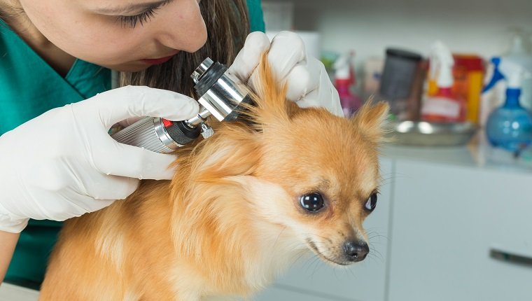 Pet Dog Health Care Tips