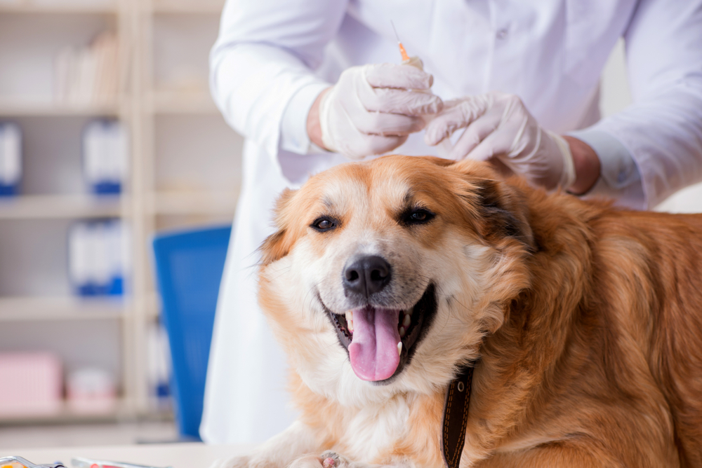 Pet Dog Health Care Tips