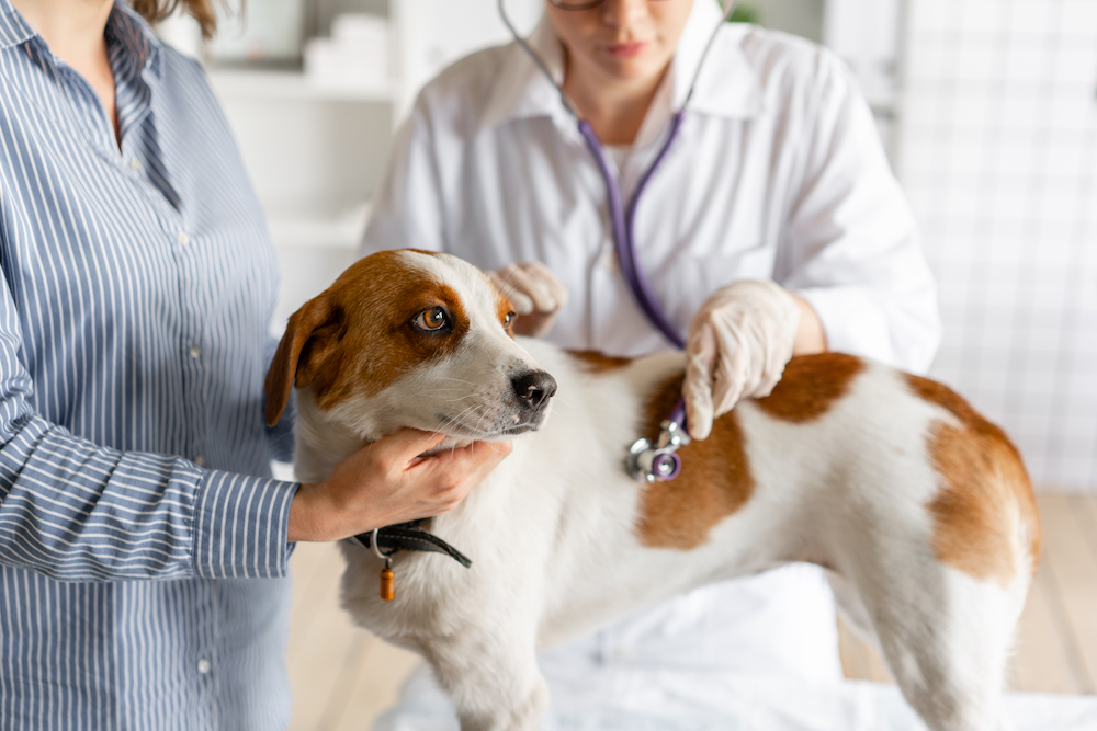 Pet Dog Health Care Tips