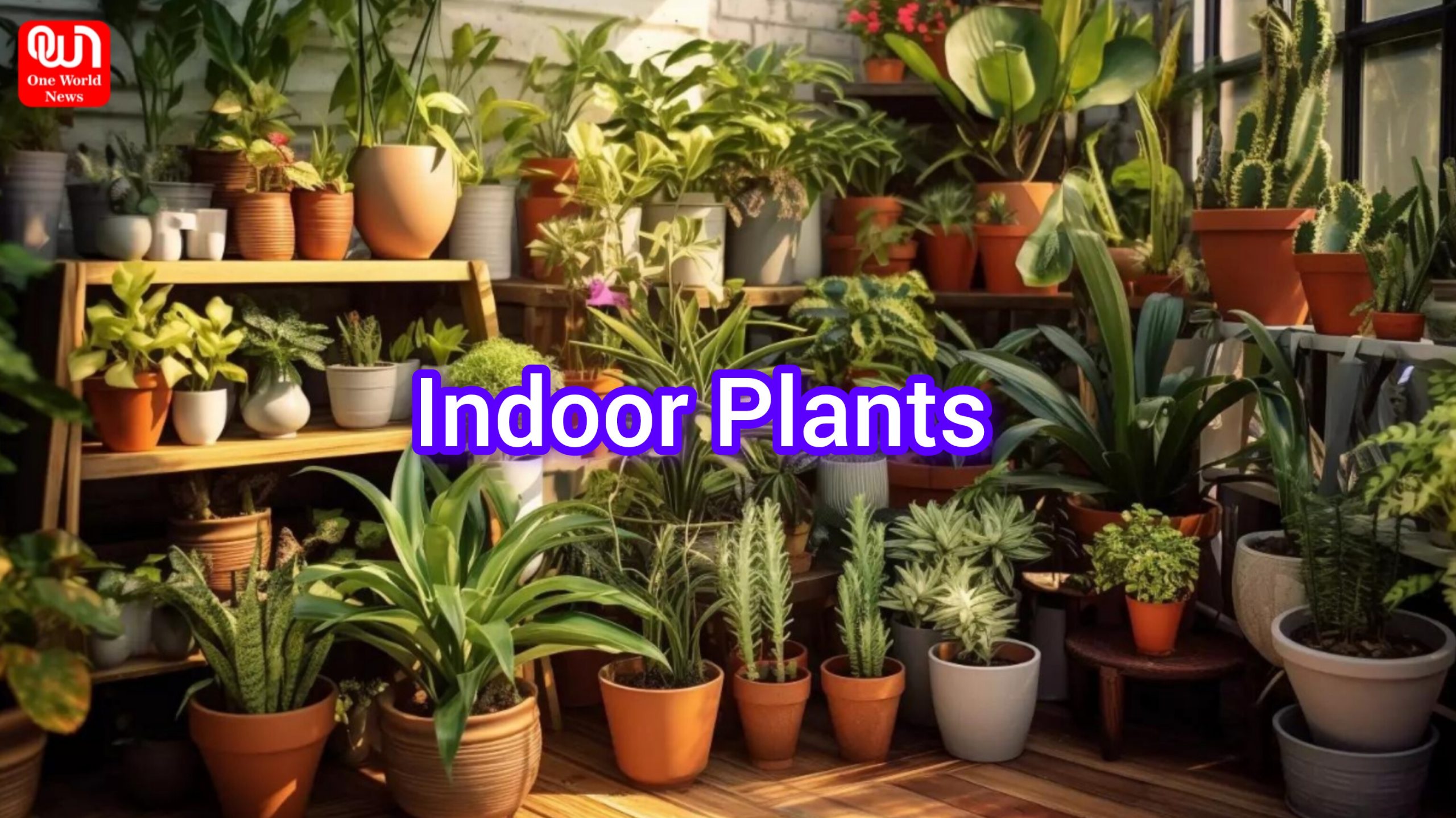 Indoor Plants