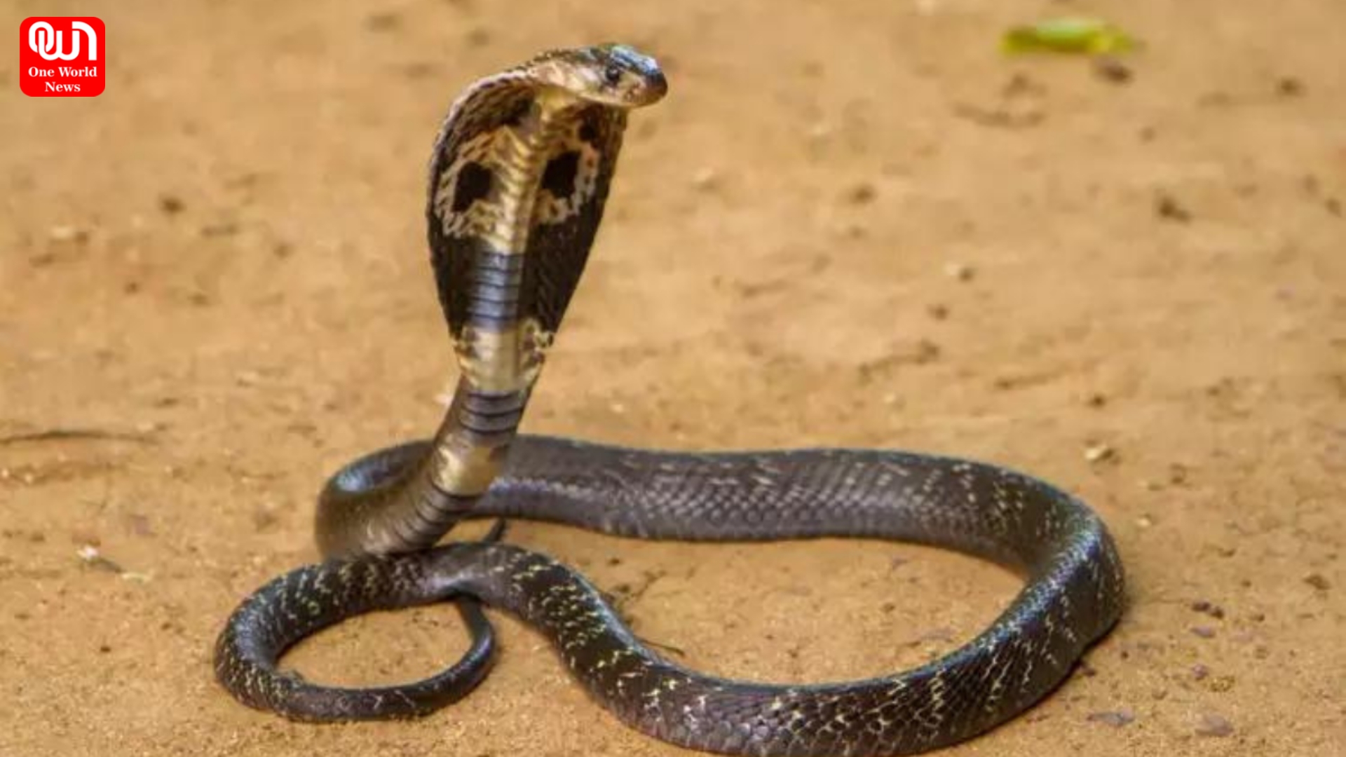 Snakes Village of India