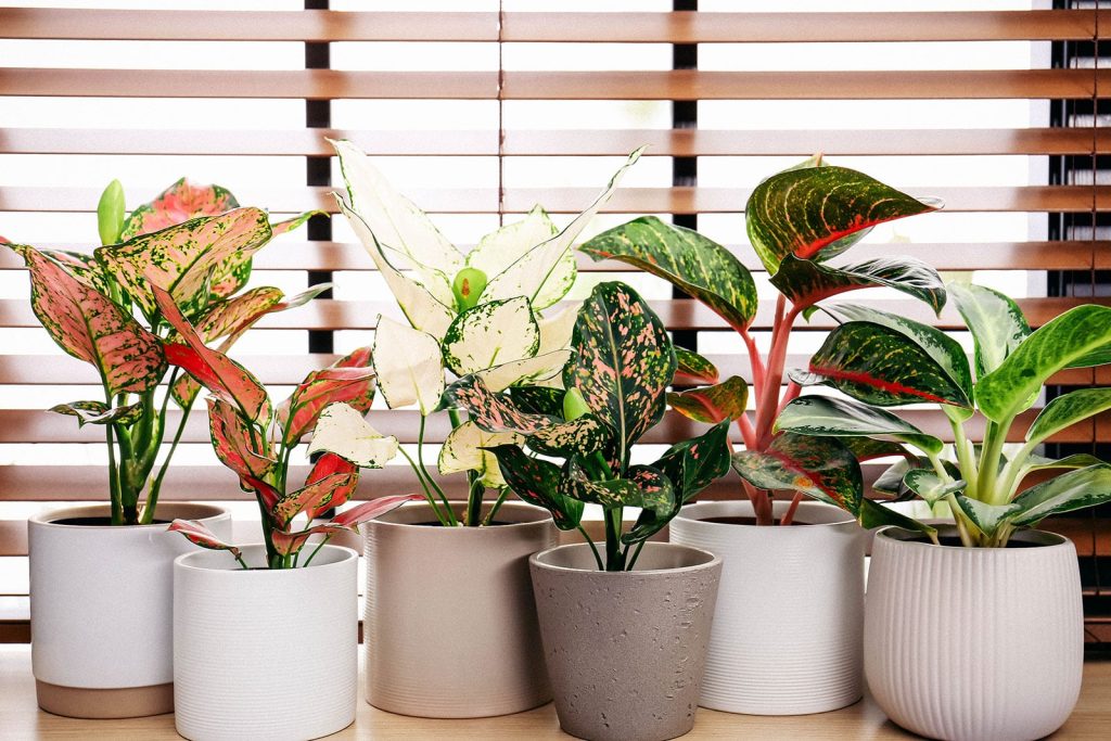 Indoor Plants