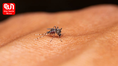 Dengue Cases And Other Viral Infections