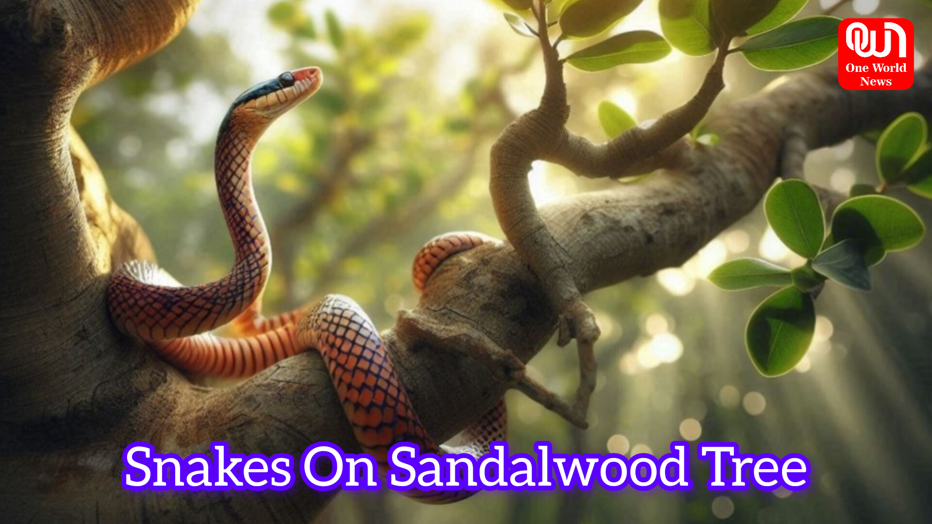 Snakes On Sandalwood Tree