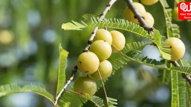 Benefits Of Eating Amla