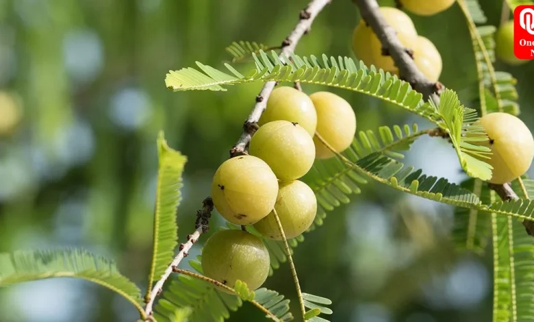 Benefits Of Eating Amla