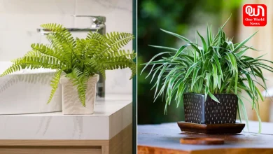 Indoor Purifier Plants