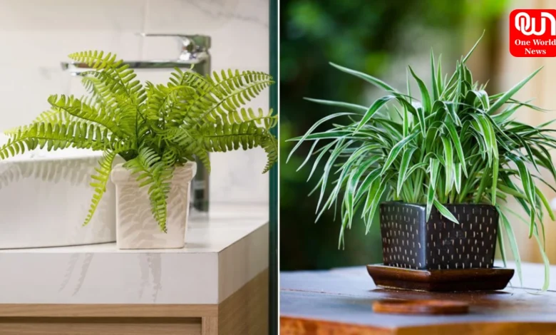 Indoor Purifier Plants