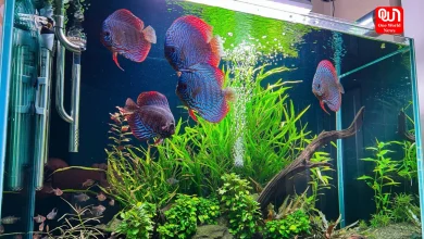 Aquarium tips for beginners