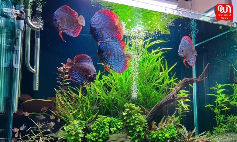 Aquarium tips for beginners