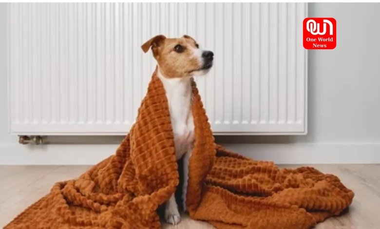 Winter Tips For Pet Dog