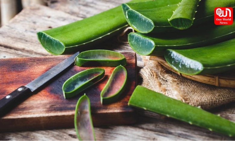 Aloe Vera Gel In Winter