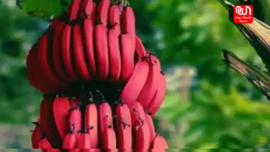 Benefits Of Red Banana