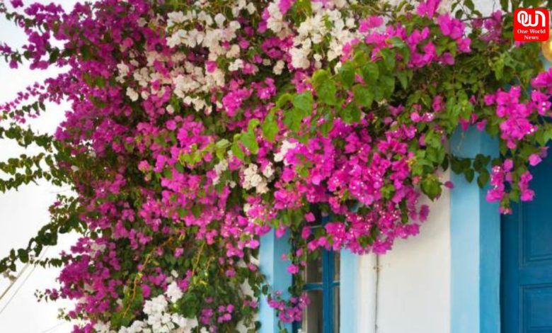 Climbing Plants