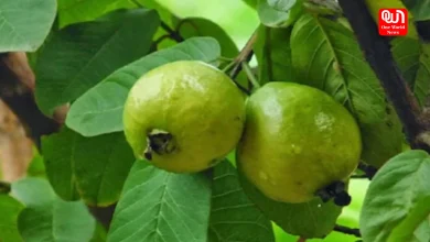 Guava Benefits