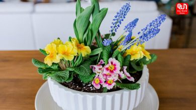 Indoor Plants