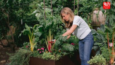 Kitchen Garden