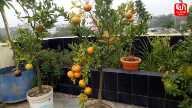 Orange In Roof Garden