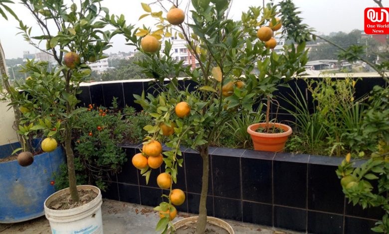 Orange In Roof Garden