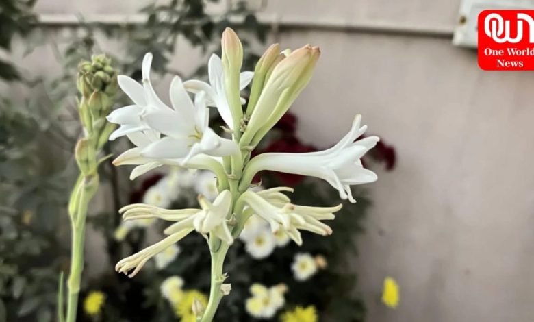 Rajnigandha Flower