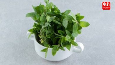 Tulsi Benefits in Winter