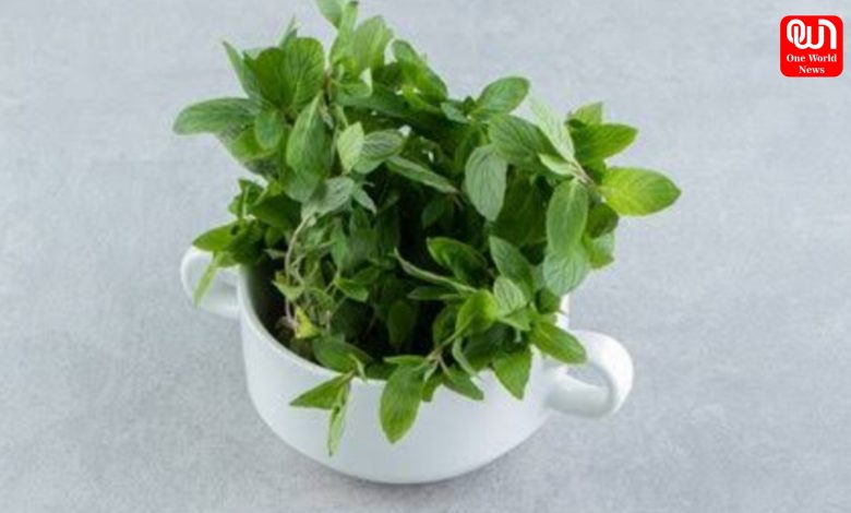 Tulsi Benefits in Winter