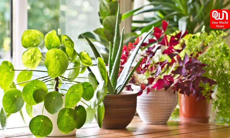 Indoor Plants Caring Tips