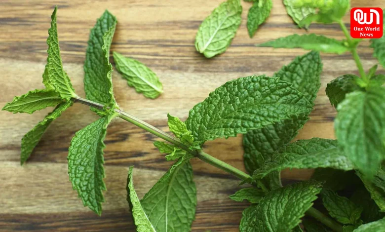 Easy Home Gardening Tips