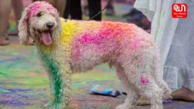 Pet Care Tips For Holi