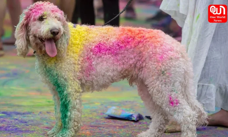 Pet Care Tips For Holi