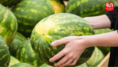 Watermelon Buying Tips